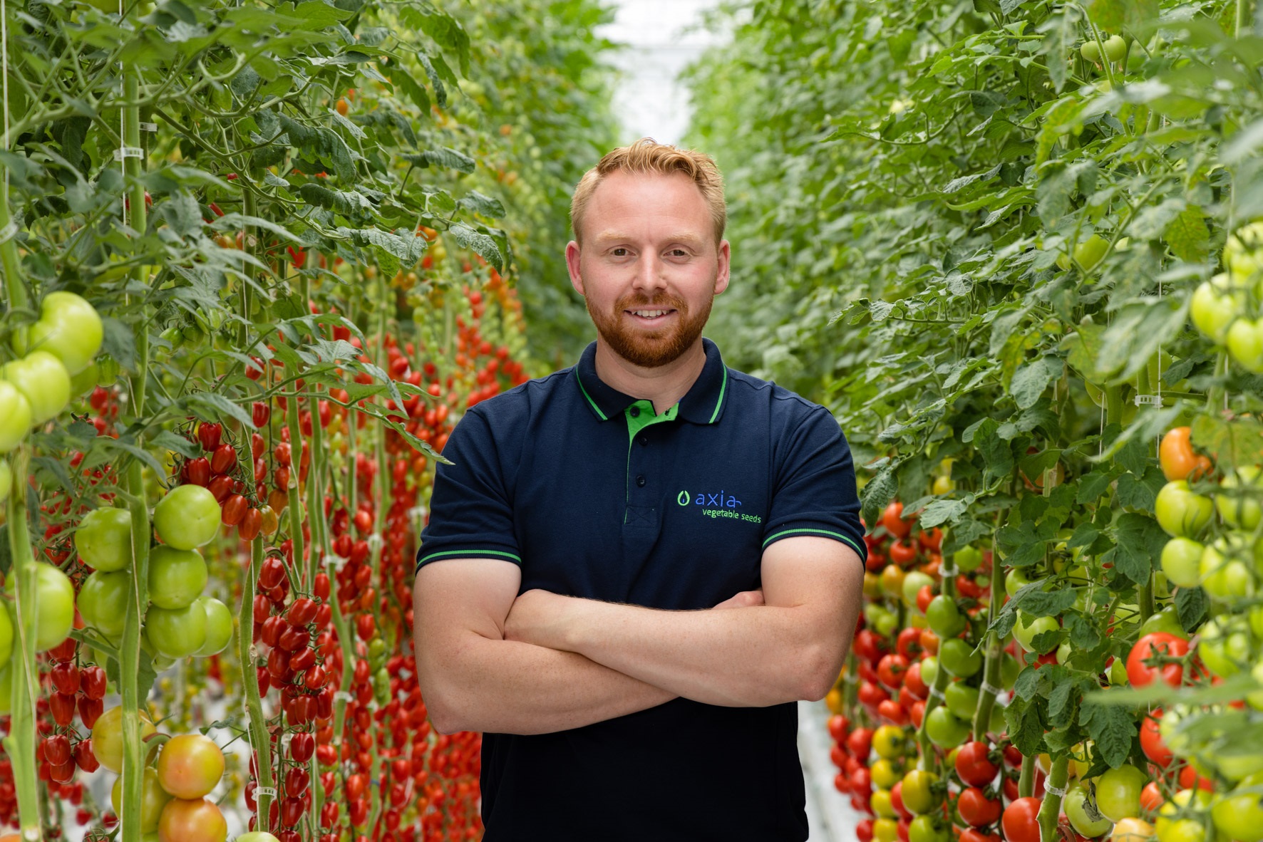 Colin Verbeek in tomatengewas